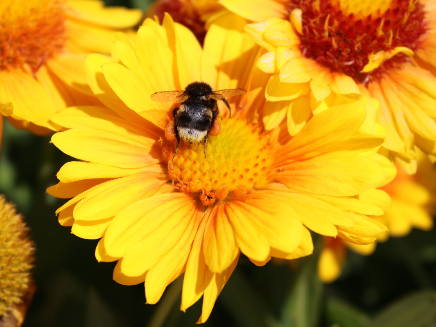 Kokardenblume 'African Sunset' - Gaillardia aristata 'African Sunset'