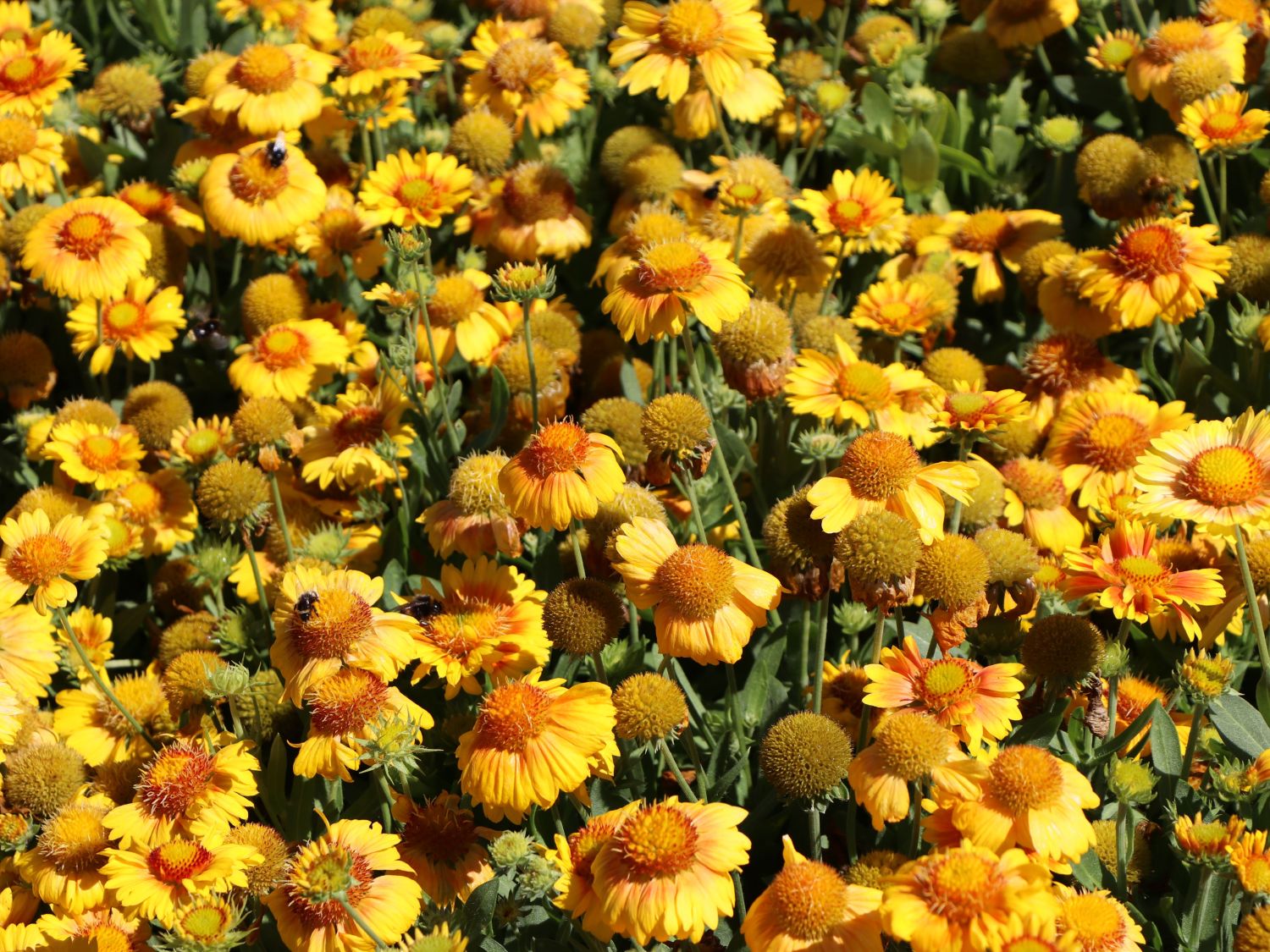 Kokardenblume 'African Sunset' - Gaillardia aristata 'African Sunset'