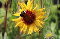 Kokardenblume 'Amber Wheels'