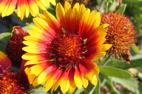 Kokardenblume 'Arizona Sun' - Gaillardia x grandiflora 'Arizona Sun'