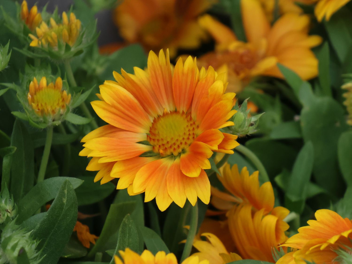 Kokardenblume SPINTOP ® 'Mango'