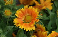 Kokardenblume SPINTOP ® 'Mango'