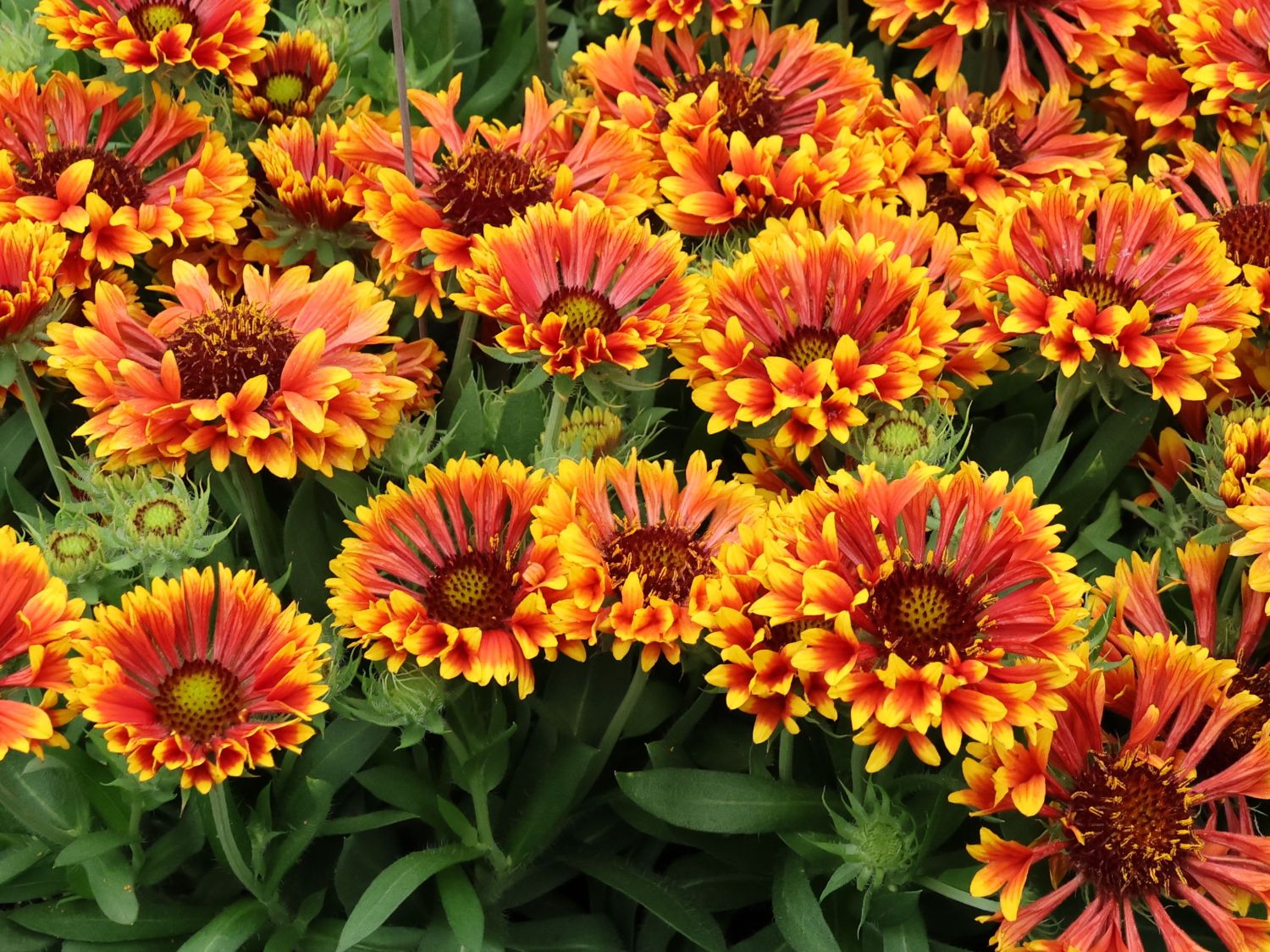 Kokardenblume SpinTop 'MARIACHI Copper Sun' ®
