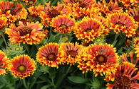 Kokardenblume SpinTop 'MARIACHI Copper Sun' ®