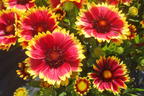Kokardenblume 'Sunset Cutie' - Gaillardia x grandiflora 'Sunset Cutie'