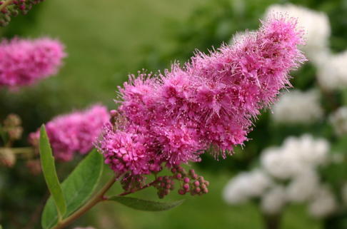 Kolbenspiere 'Triumphans' - Spiraea billardii 'Triumphans'