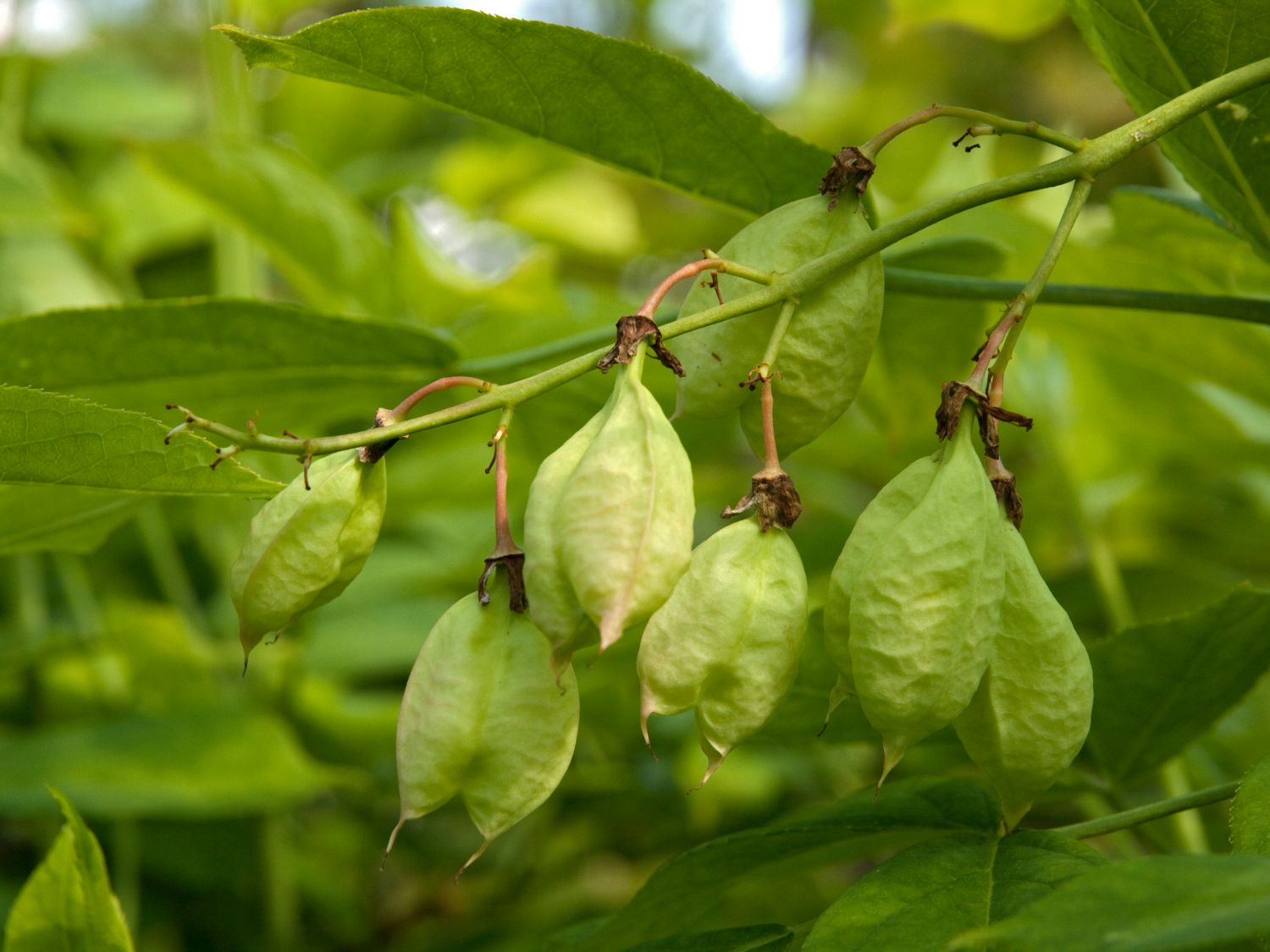 Pimpernüsse (Staphylea)