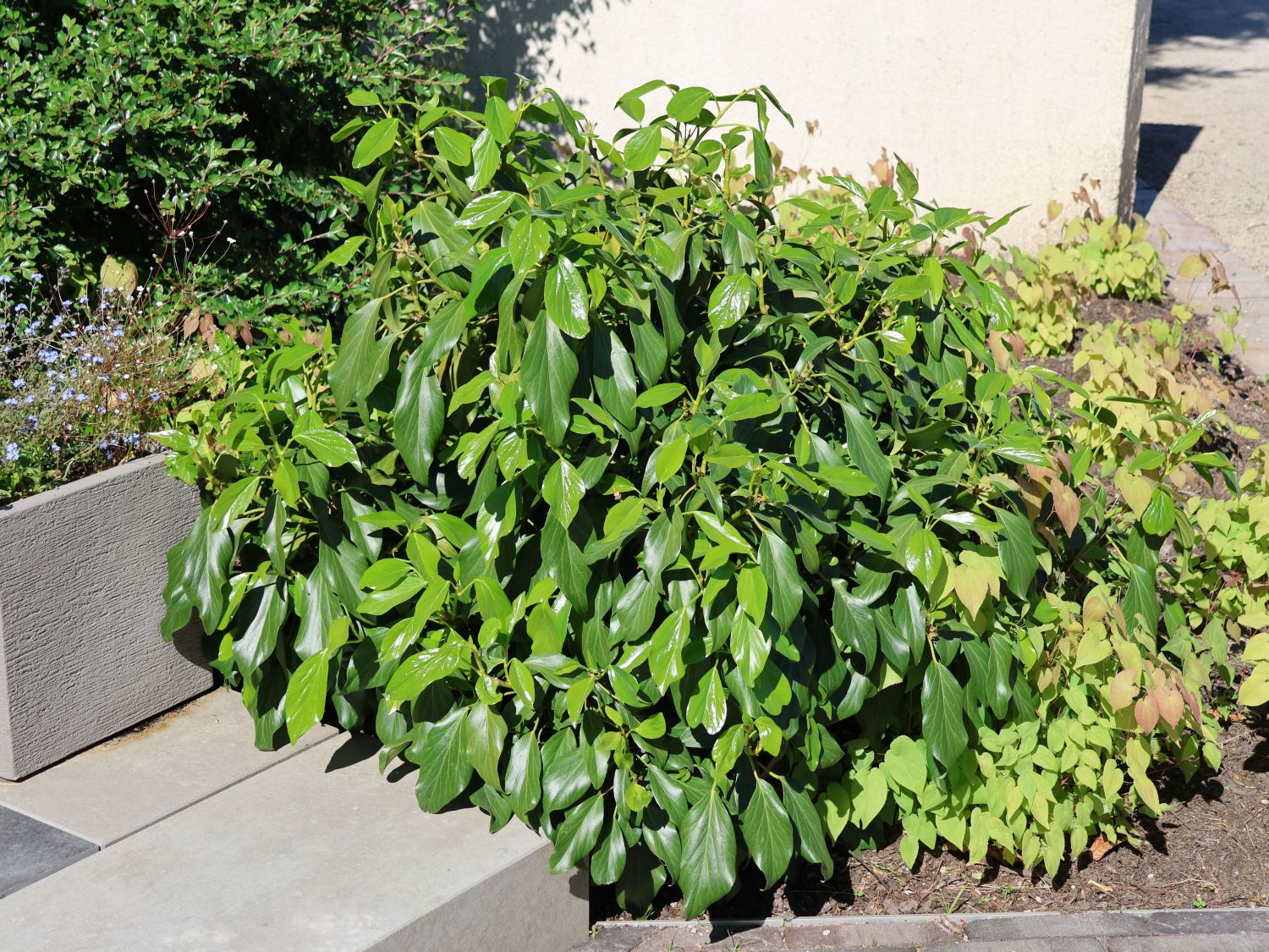 Kolchischer Strauchefeu 'Fall Favourite'