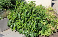 Kolchischer Strauchefeu 'Fall Favourite'