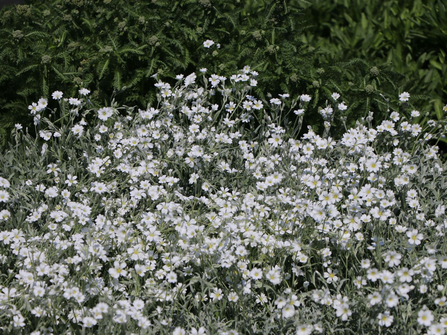Zwerg-Hornkraut / Kompaktes Hornkraut 'Silberteppich' - Cerastium tomentosum 'Silberteppich'