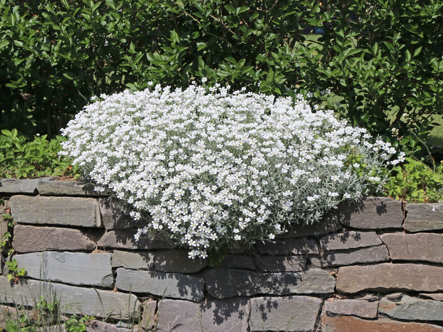 Zwerg-Hornkraut / Kompaktes Hornkraut 'Silberteppich' - Cerastium tomentosum 'Silberteppich'