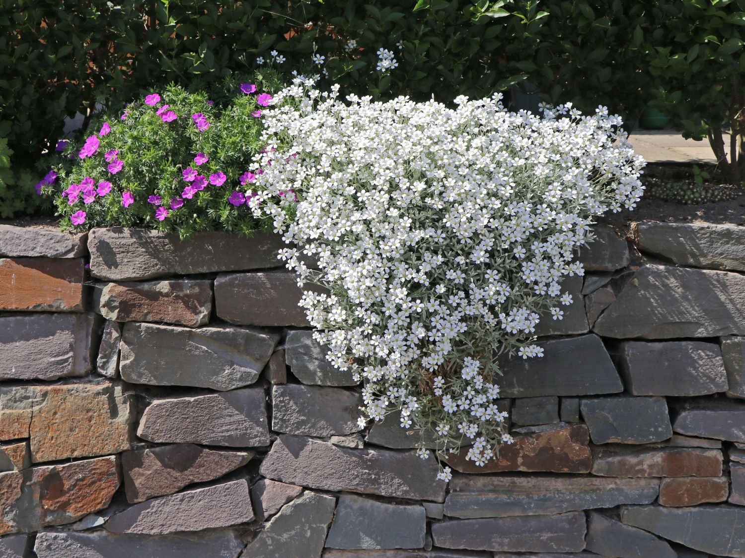 Zwerg-Hornkraut / Kompaktes Hornkraut 'Silberteppich' - Cerastium tomentosum 'Silberteppich'