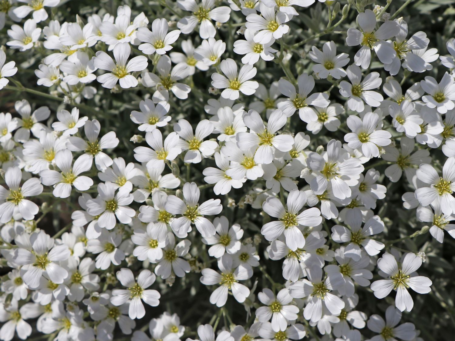 Zwerg-Hornkraut / Kompaktes Hornkraut 'Silberteppich' - Cerastium tomentosum 'Silberteppich'