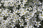 Zwerg-Hornkraut / Kompaktes Hornkraut 'Silberteppich' - Cerastium tomentosum 'Silberteppich'
