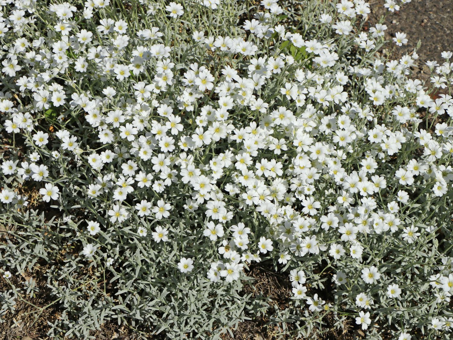 Zwerg-Hornkraut / Kompaktes Hornkraut 'Silberteppich' - Cerastium tomentosum 'Silberteppich'