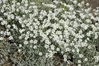 Zwerg-Hornkraut / Kompaktes Hornkraut 'Silberteppich' - Cerastium tomentosum 'Silberteppich'