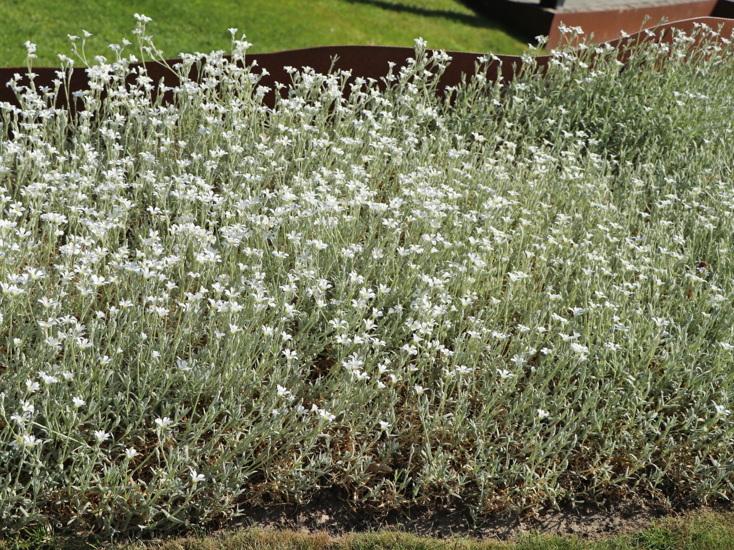 Zwerg-Hornkraut / Kompaktes Hornkraut 'Silberteppich' - Cerastium tomentosum 'Silberteppich'
