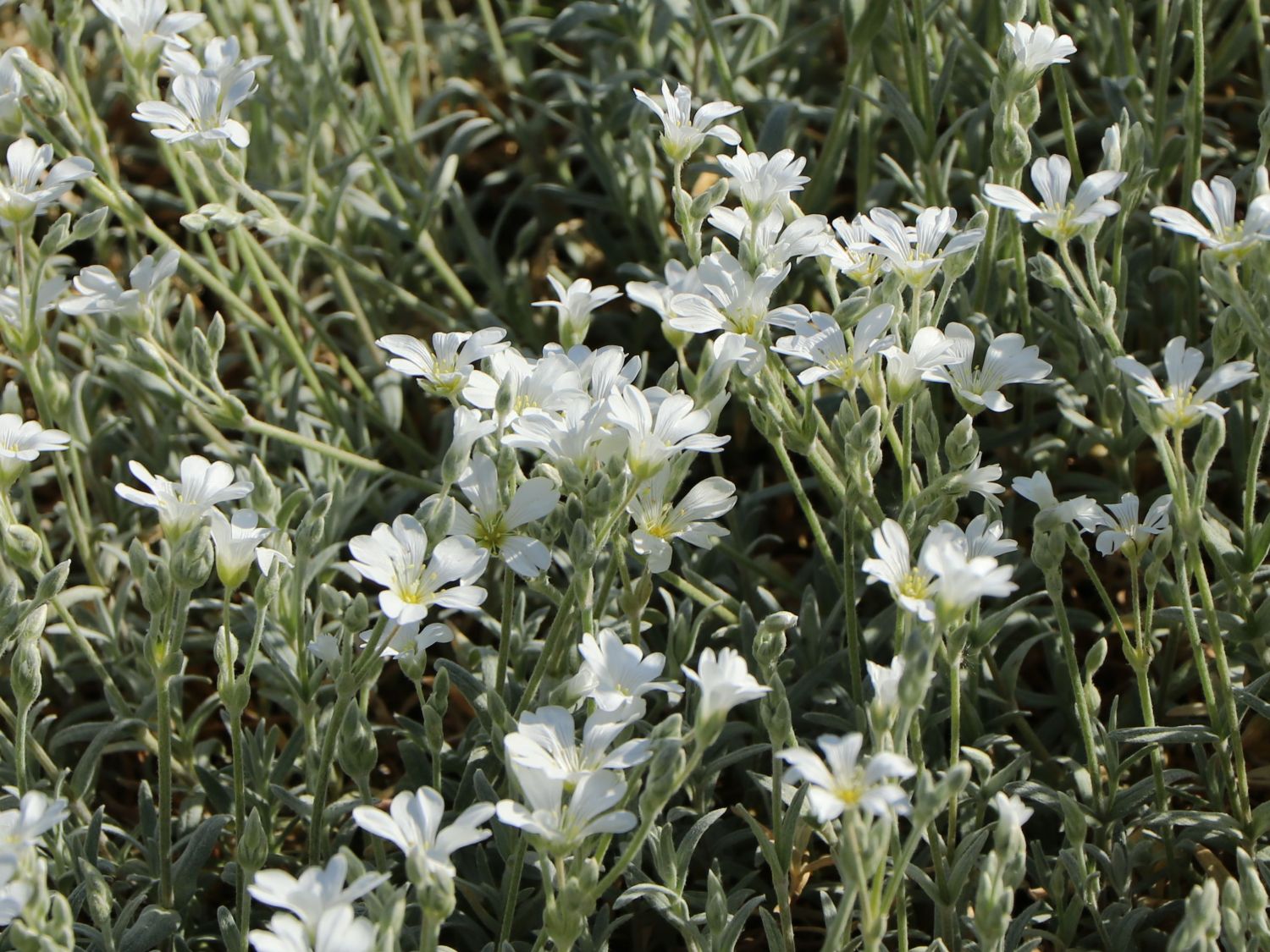 Zwerg-Hornkraut / Kompaktes Hornkraut 'Silberteppich' - Cerastium tomentosum 'Silberteppich'