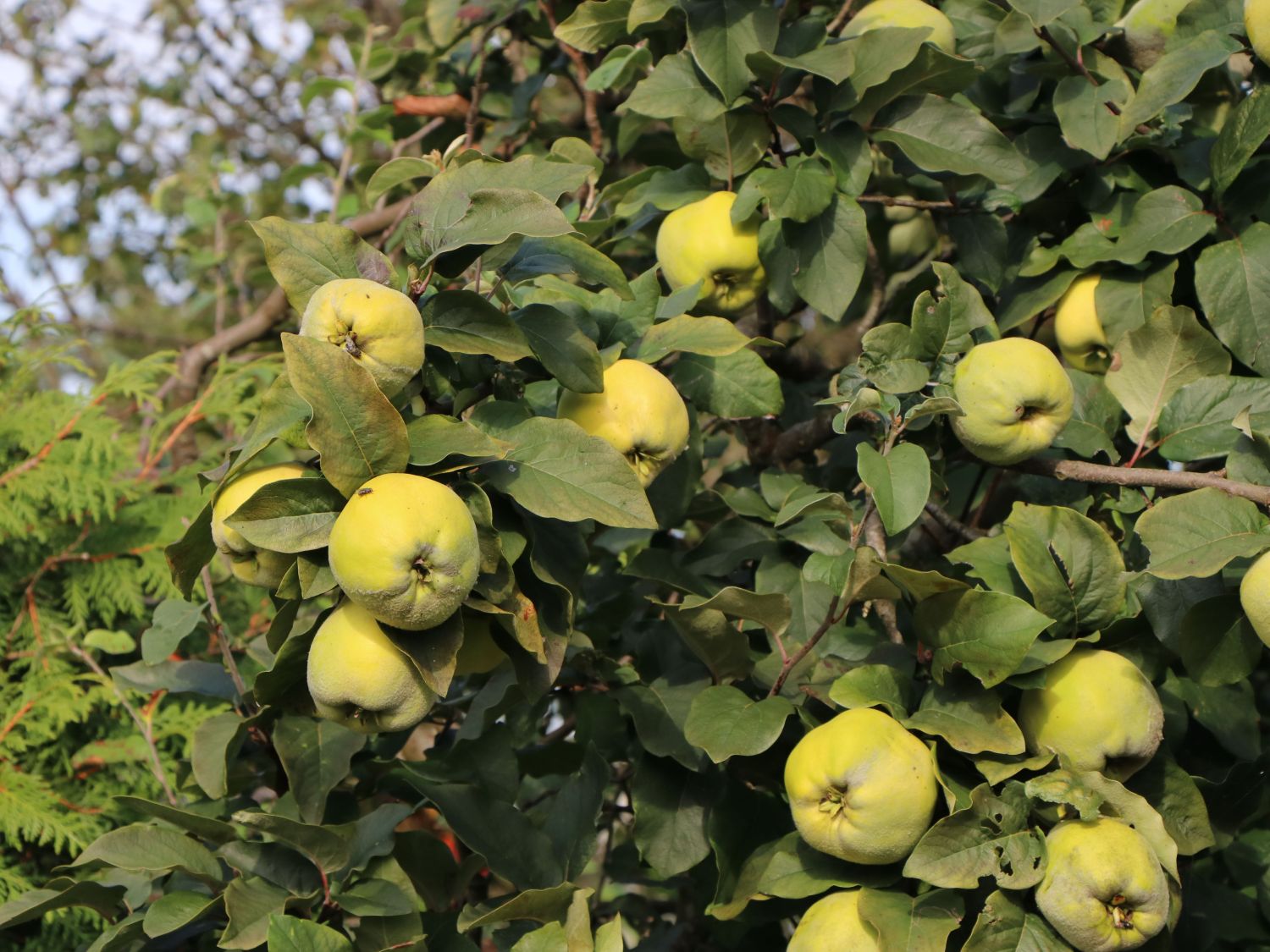 Konstantinopeler Apfelquitte