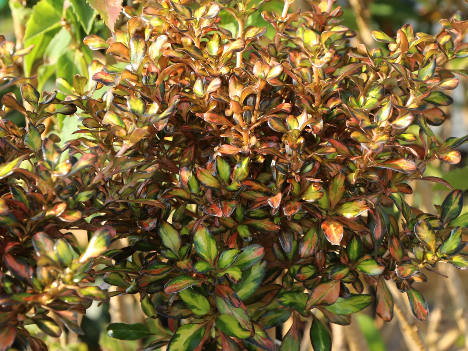 Koprosma 'Evening Glow' - Coprosma 'Evening Glow'