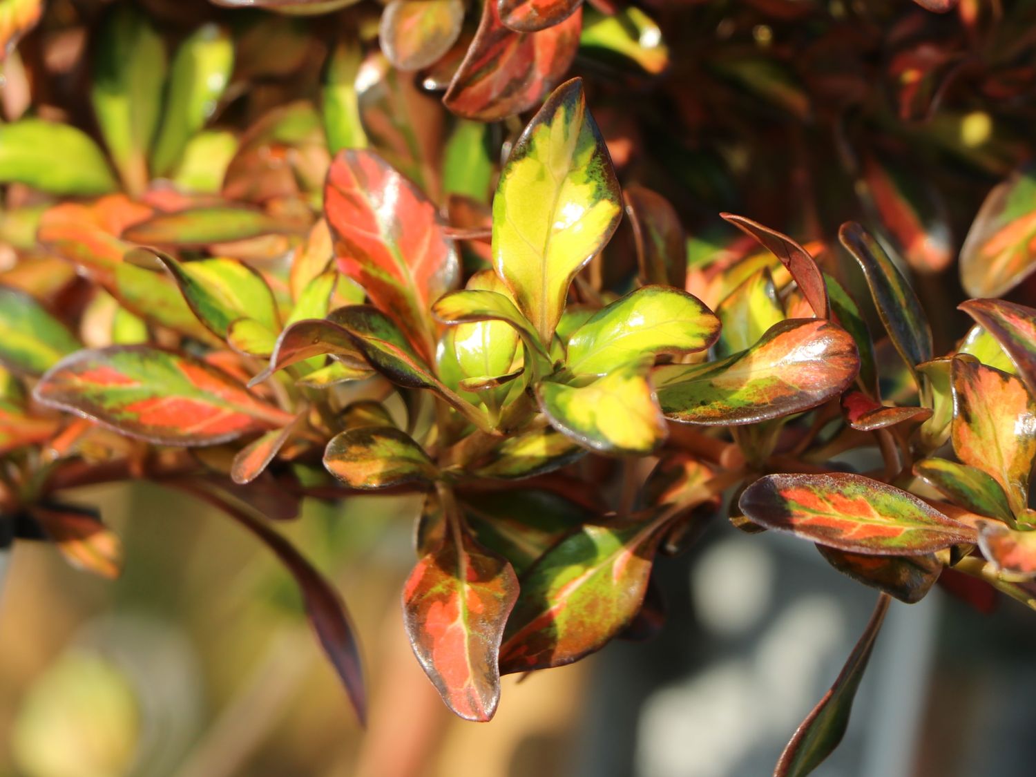 Koprosma 'Evening Glow' - Coprosma 'Evening Glow'