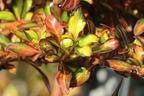 Koprosma 'Evening Glow' - Coprosma 'Evening Glow'