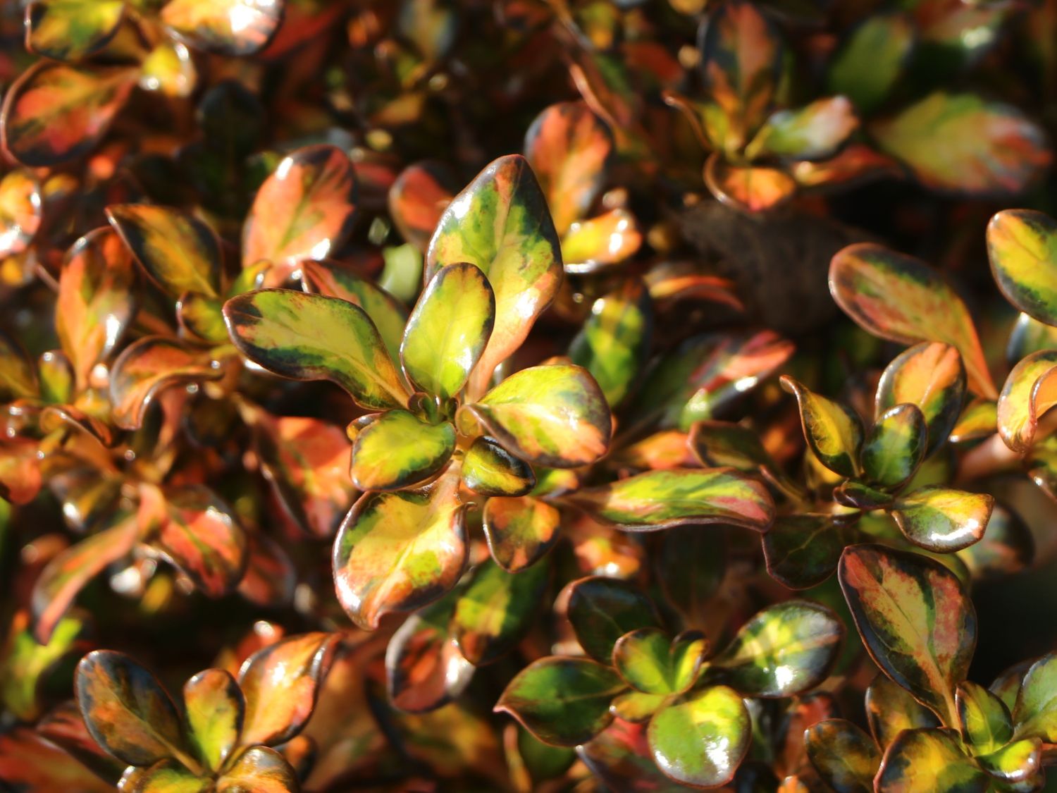 Koprosma 'Evening Glow' - Coprosma 'Evening Glow'
