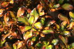 Koprosma 'Evening Glow' - Coprosma 'Evening Glow'