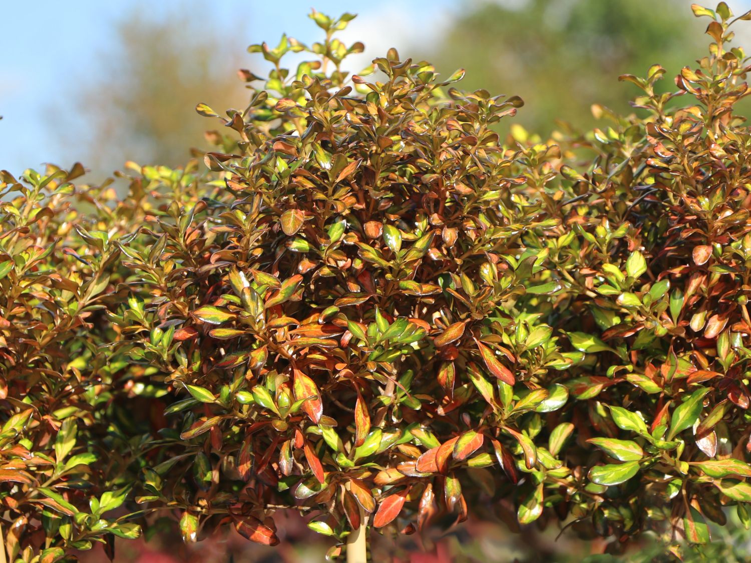 Koprosma 'Evening Glow' - Coprosma 'Evening Glow'