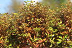 Koprosma 'Evening Glow' - Coprosma 'Evening Glow'