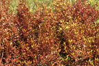 Koprosma 'Evening Glow' - Coprosma 'Evening Glow'
