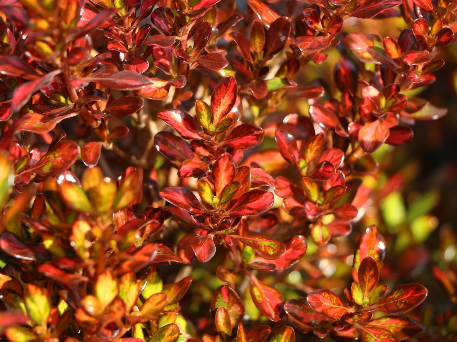Koprosma 'Evening Glow' - Coprosma 'Evening Glow'