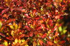 Koprosma 'Evening Glow' - Coprosma 'Evening Glow'