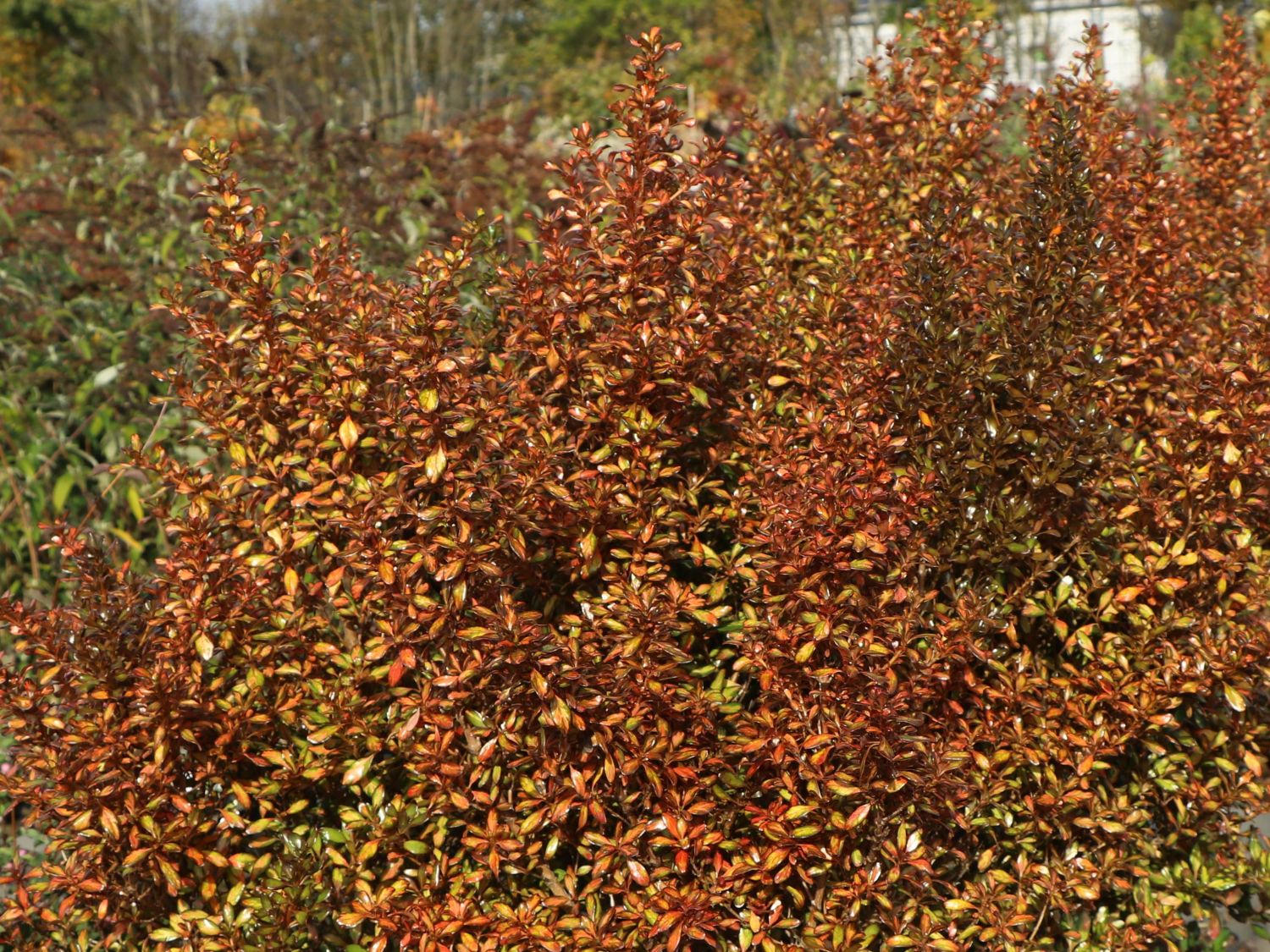 Koprosma 'Evening Glow' - Coprosma 'Evening Glow'