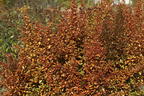 Koprosma 'Evening Glow' - Coprosma 'Evening Glow'