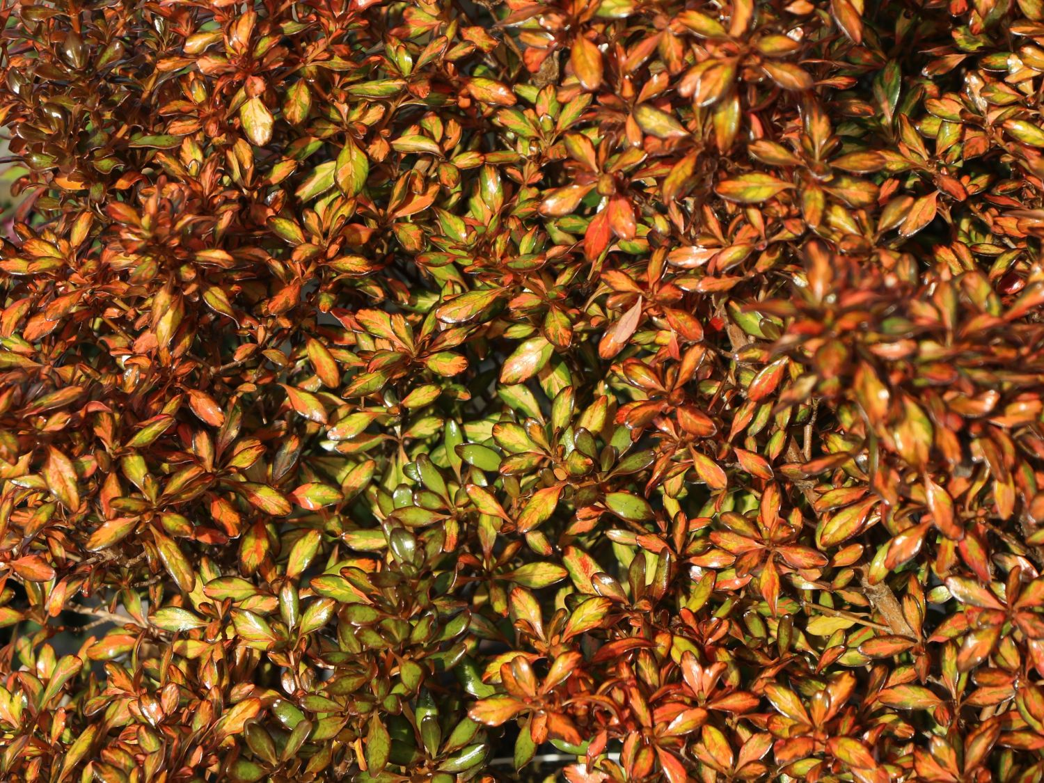 Koprosma 'Evening Glow' - Coprosma 'Evening Glow'