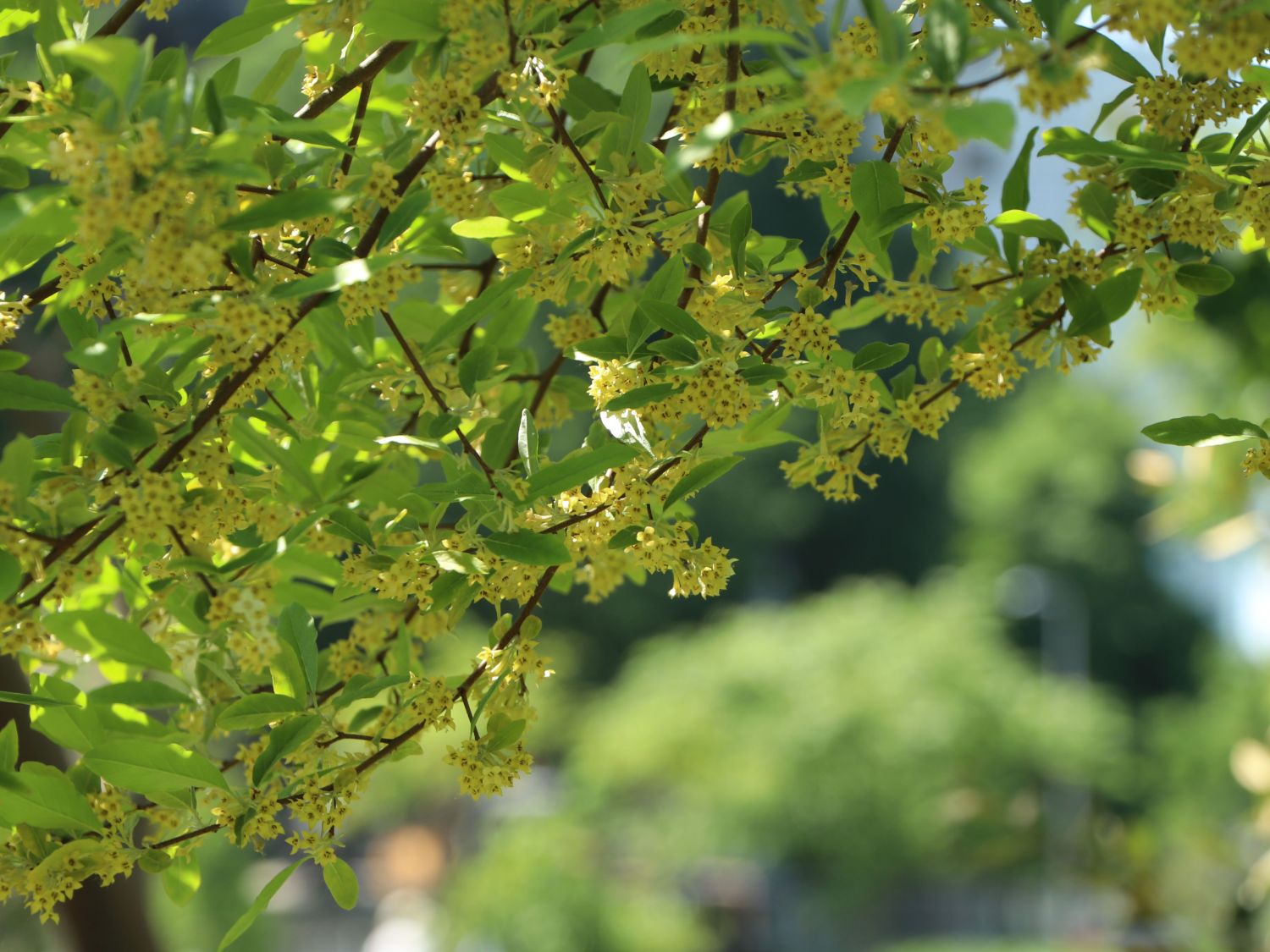 Korallen-Ölweide / Doldige Ölweide
