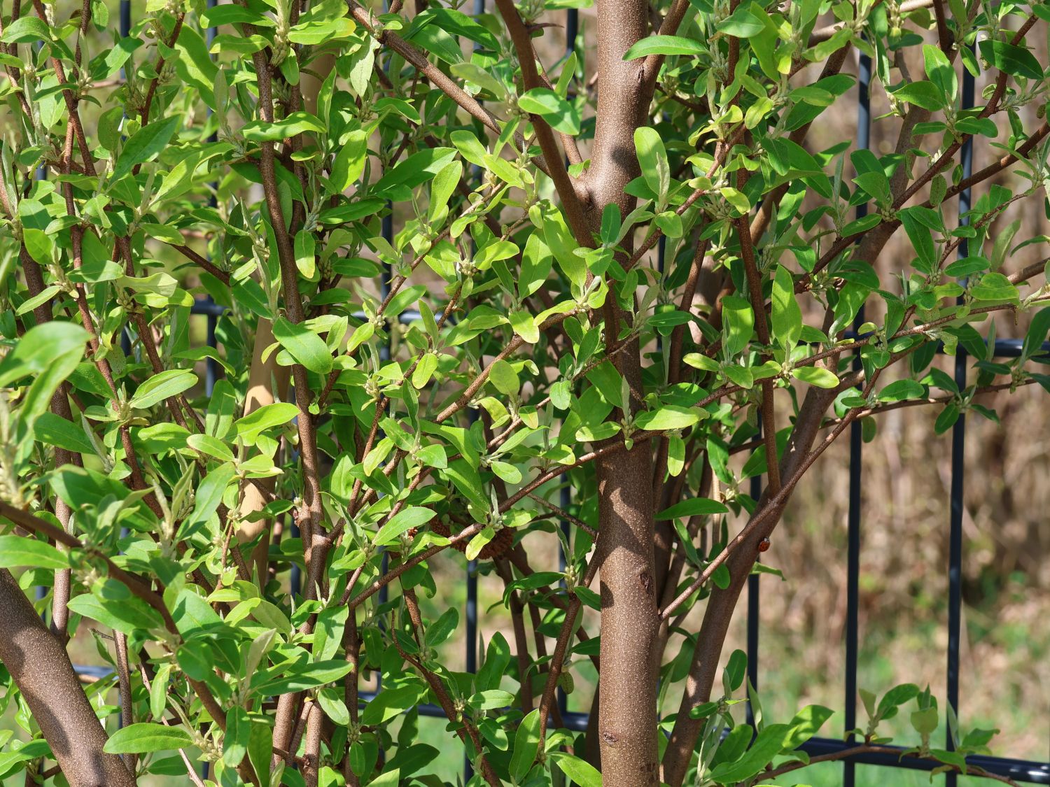 Korallen-Ölweide 'Sweet'n Tart'