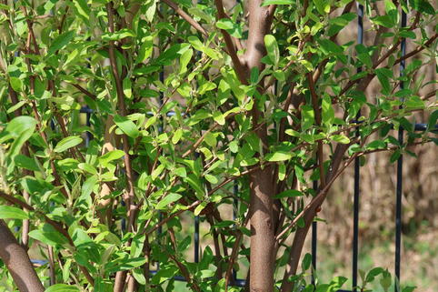 Korallen-Ölweide 'Sweet'n Tart' - Elaeagnus umbellata 'Sweet'n Tart'