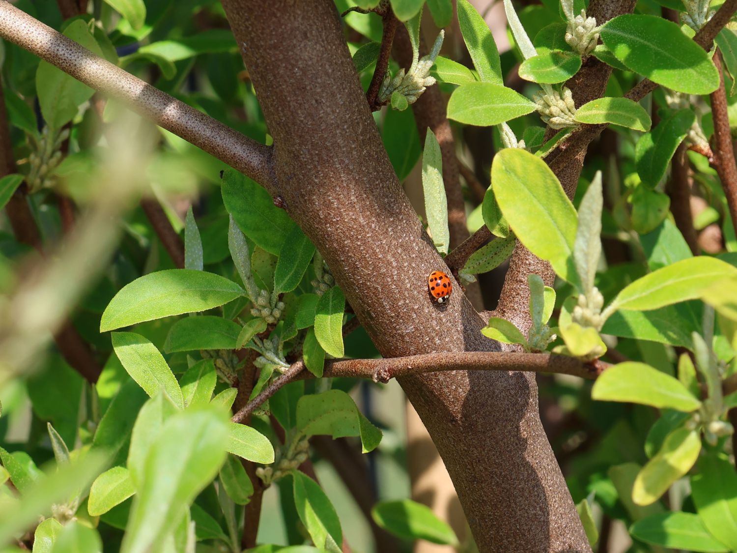 Korallen-Ölweide 'Sweet'n Tart' - Elaeagnus umbellata 'Sweet'n Tart'