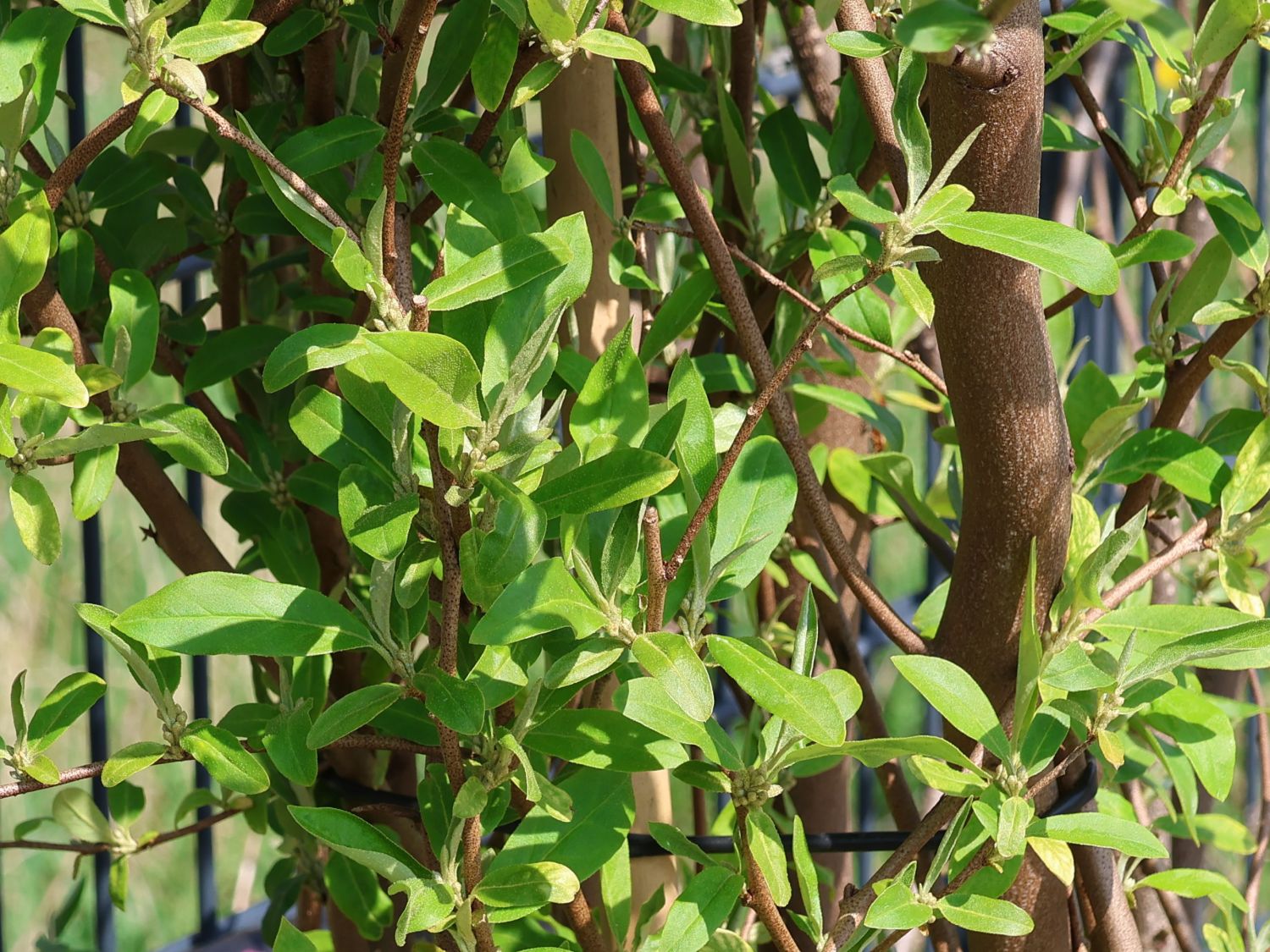 Korallen-Ölweide 'Sweet'n Tart' - Elaeagnus umbellata 'Sweet'n Tart'