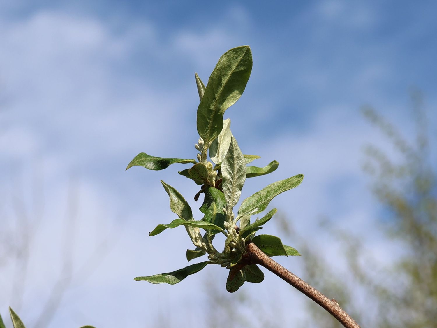 Korallen-Ölweide 'Sweet'n Tart' - Elaeagnus umbellata 'Sweet'n Tart'