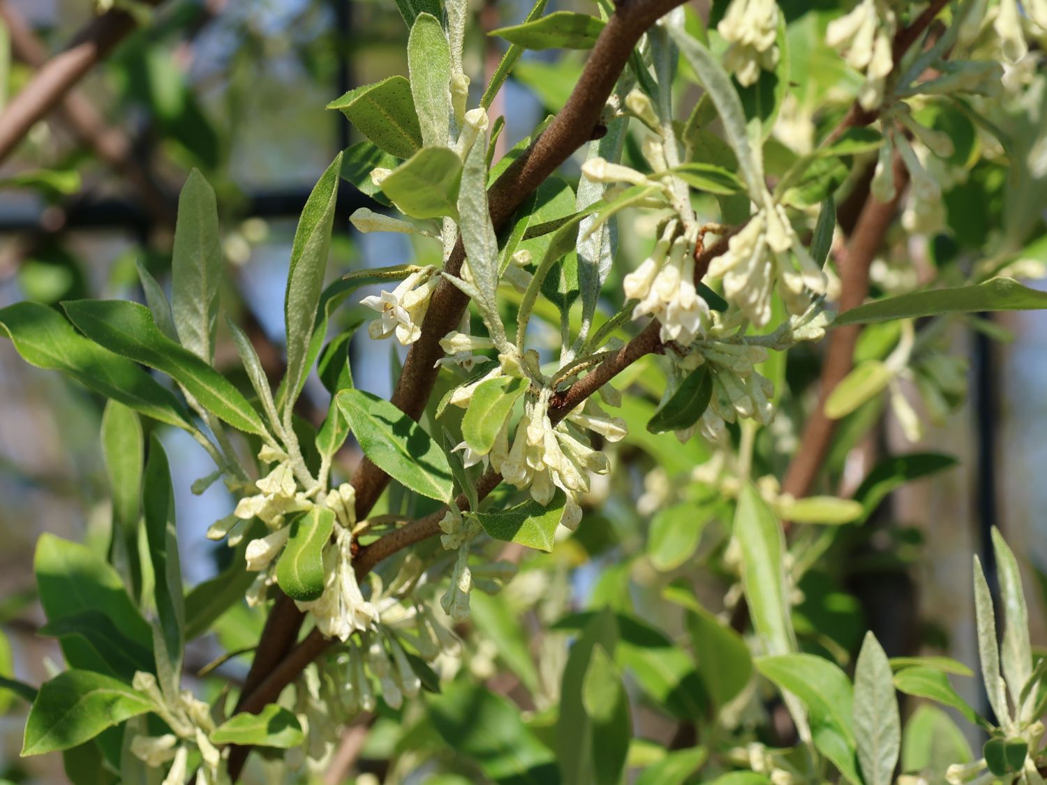 Korallen-Ölweide 'Sweet'n Tart' - Elaeagnus umbellata 'Sweet'n Tart'