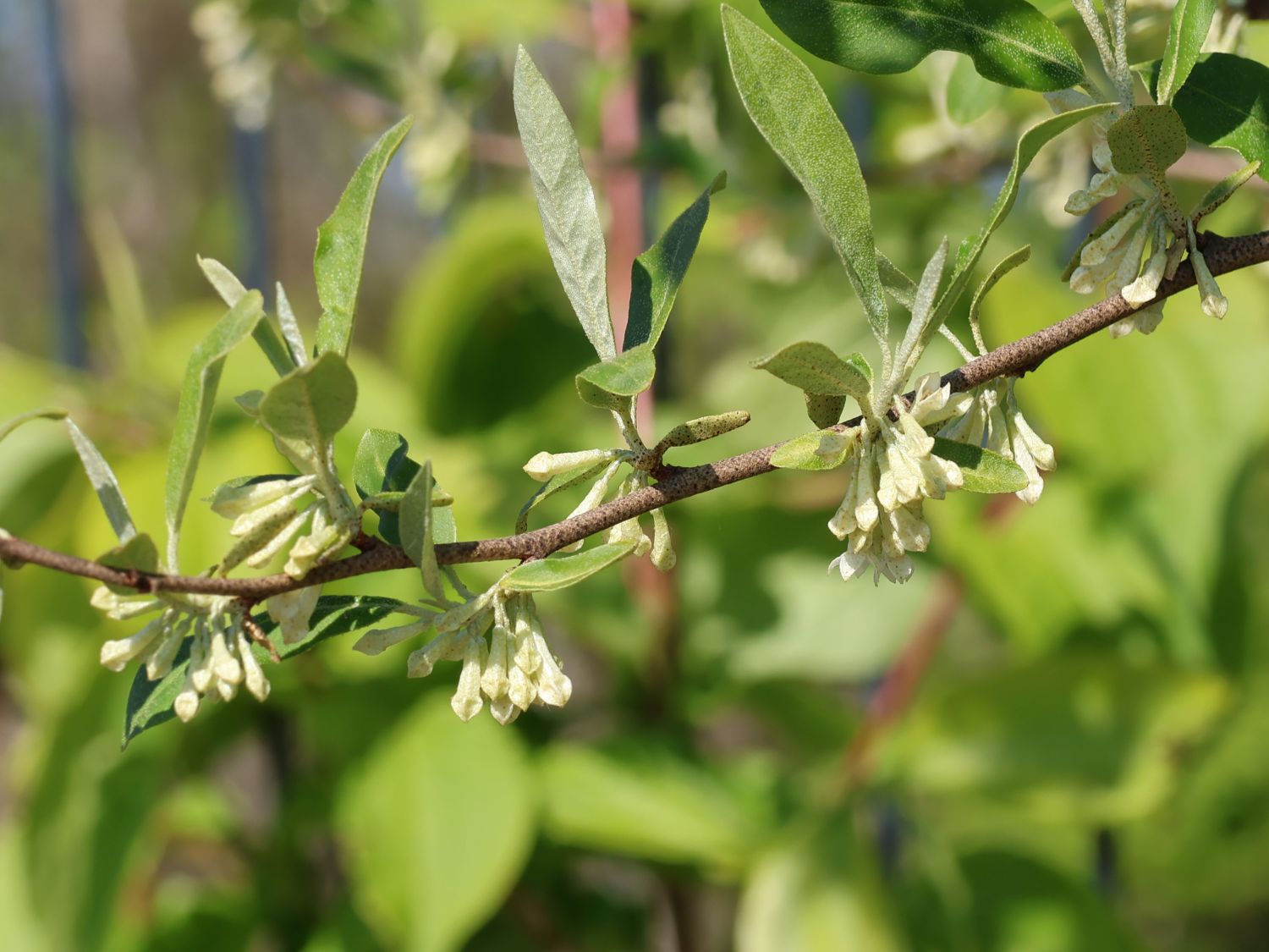 Korallen-Ölweide 'Sweet'n Tart' - Elaeagnus umbellata 'Sweet'n Tart'