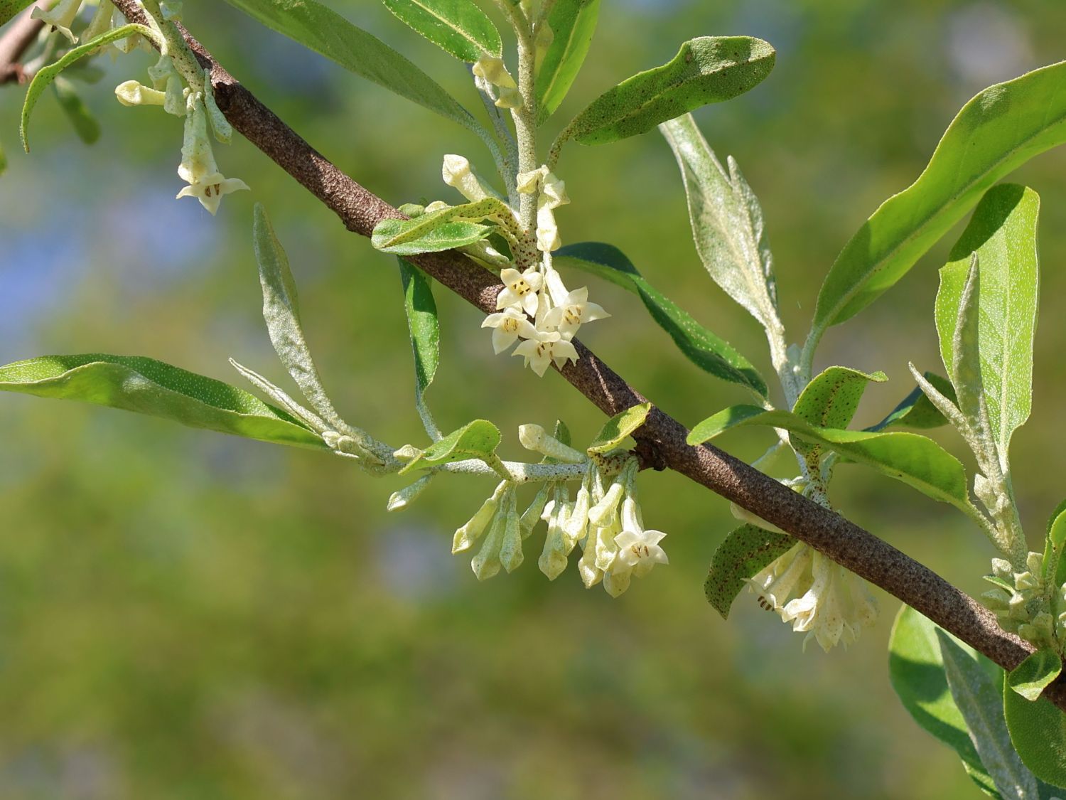 Korallen-Ölweide 'Sweet'n Tart' - Elaeagnus umbellata 'Sweet'n Tart'