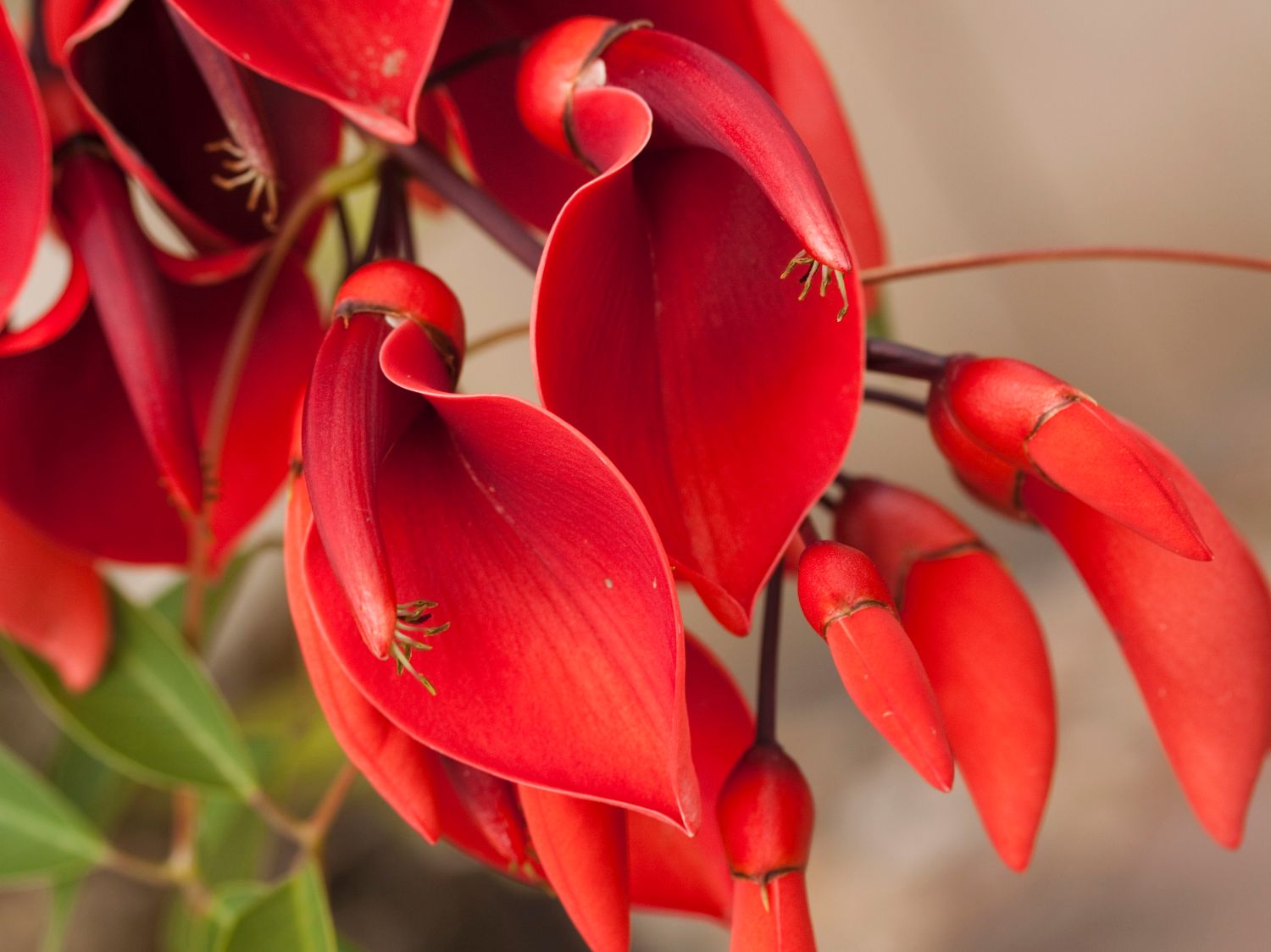 Korallenbäume (Erythrina)