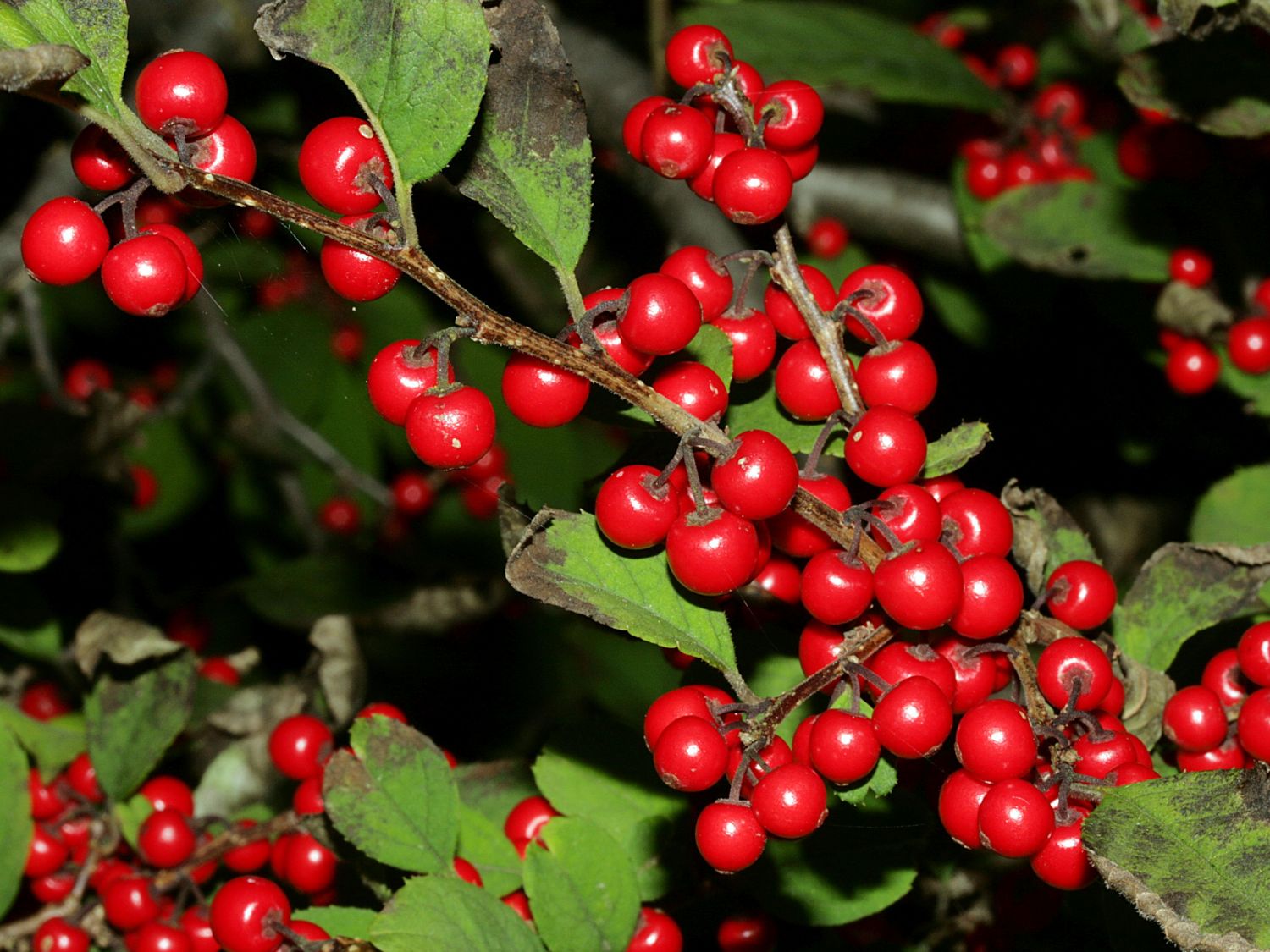 Korallenhülse 'Red Couple' / Rote Winterbeere 'Red Couple'