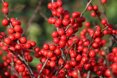 Korallenhülse / Rote Winterbeere