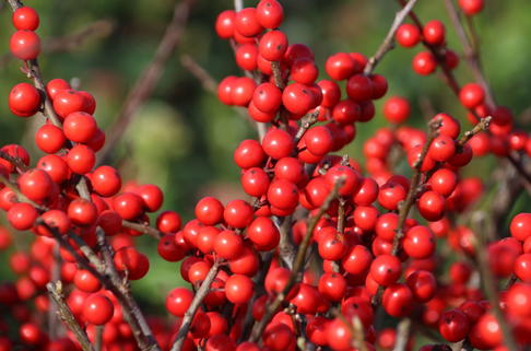 Korallenhülse / Rote Winterbeere - Ilex verticillata