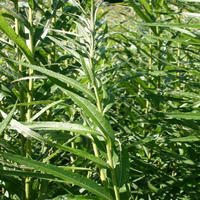 Korbweide / Flechtweide / Hanfweide - Salix viminalis